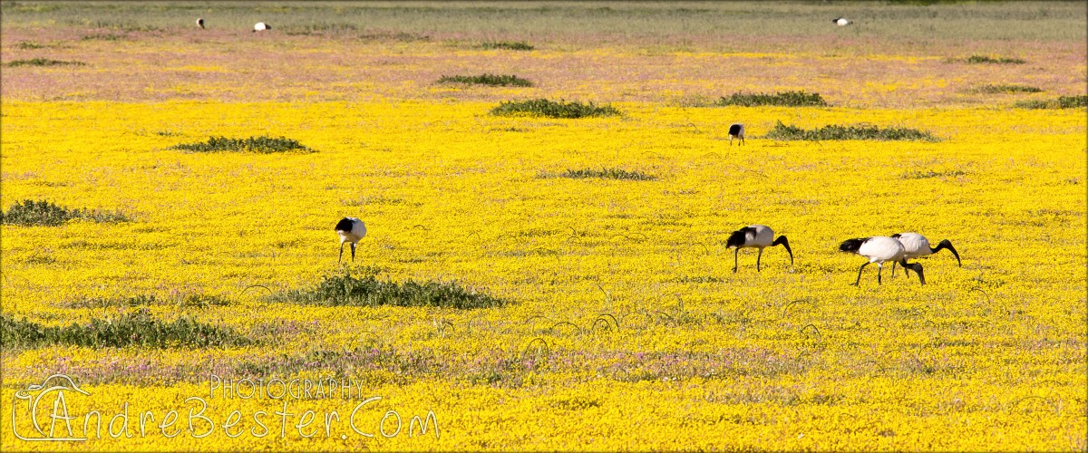 Hantam Botanical