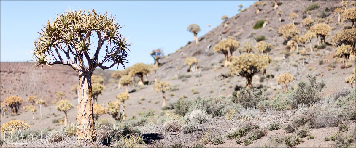 Quiver Tree Forest